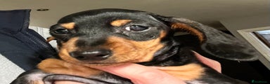 Miniature Dachshund Puppy 3