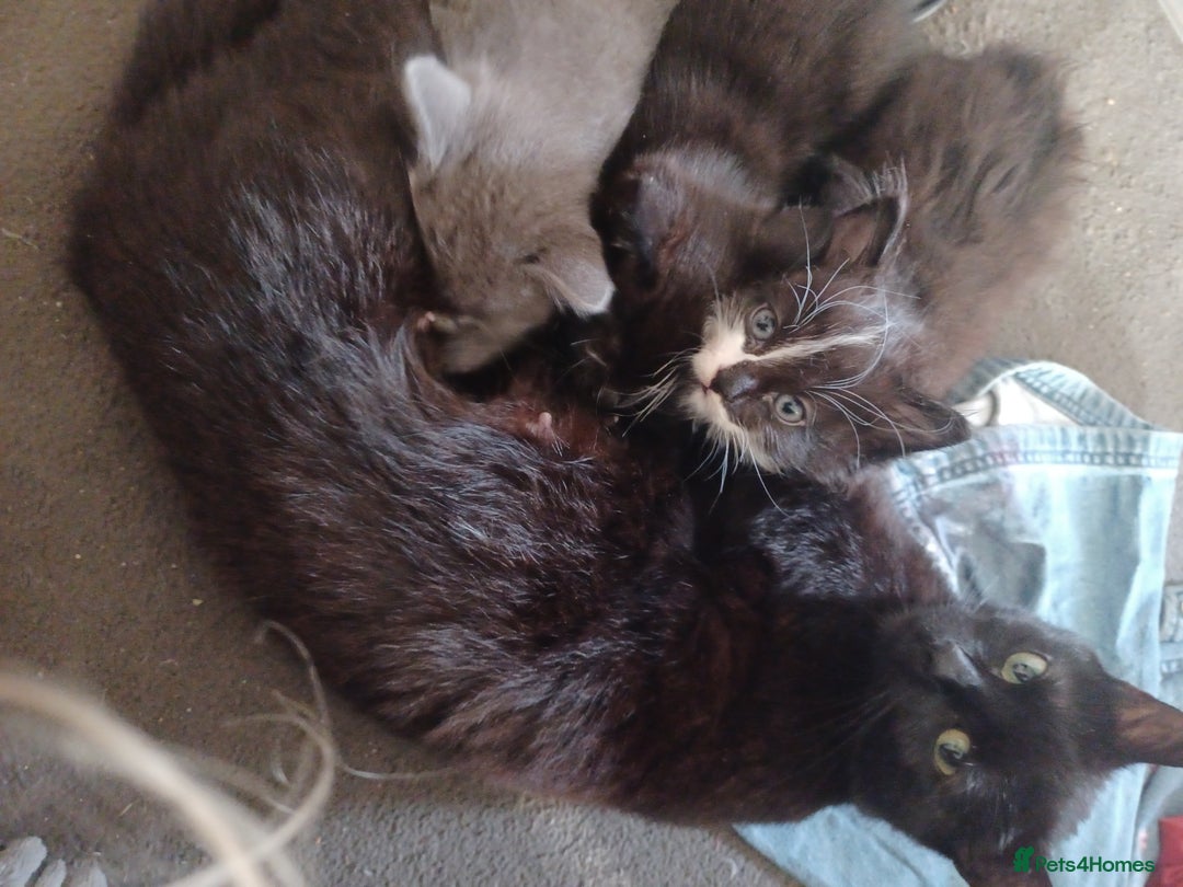 Bombay cats for sale: Kitten  - Image 4