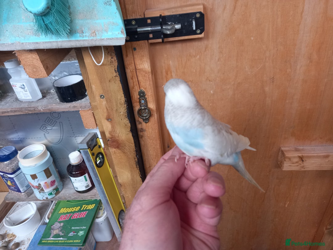 Budgerigars birds for sale: Stunning clear wing baby budgies.  - Image 2