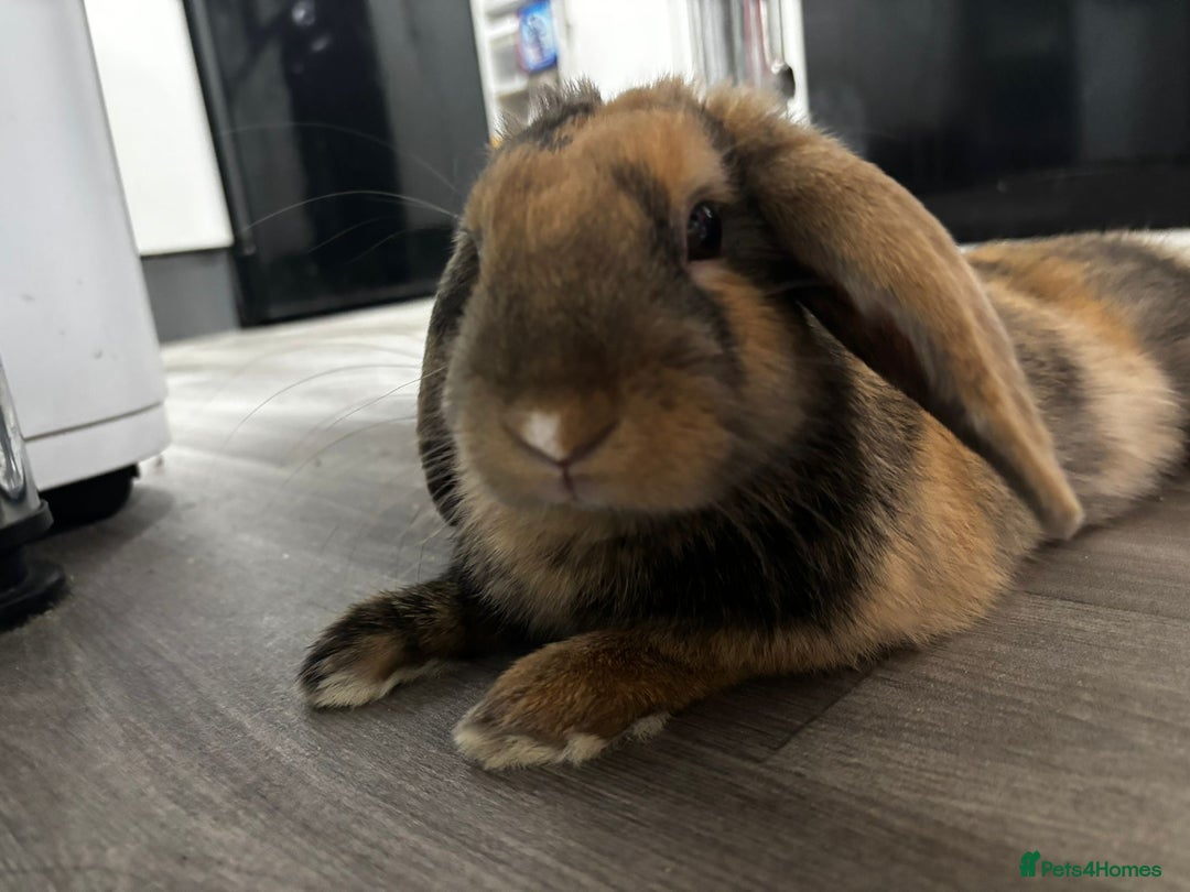Mixed Breed rabbits for sale: Cute 6 month old bunny with Everything  - Image 3