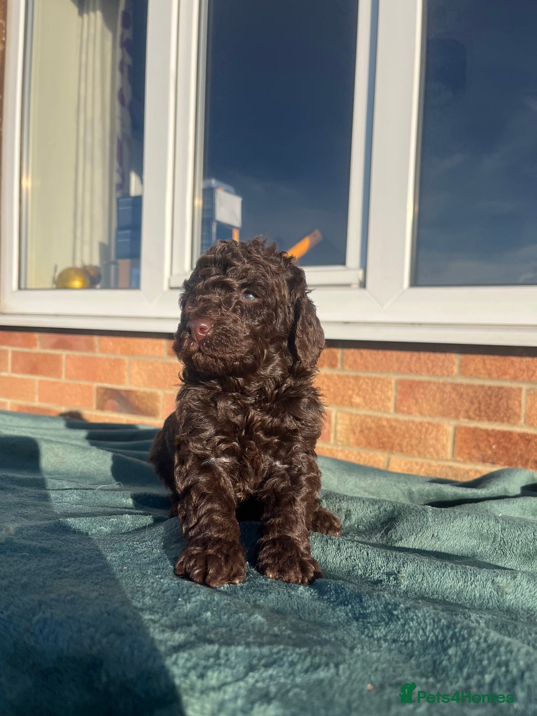 Miniature Poodle dogs for sale: Beautiful miniature poodles  - Advert 5