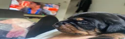 Dobermann dogs for sale: Doberman puppies - Advert 5