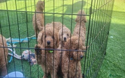 Goldendoodle dogs for sale: F1b goldendoodle pups  - Image 11