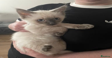 Ragdoll cats - Advert 10