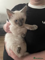 Ragdoll cats - Advert 10