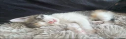 Mixed Breed cats for sale: 4 gorgeous kittens for sale  - Advert 3