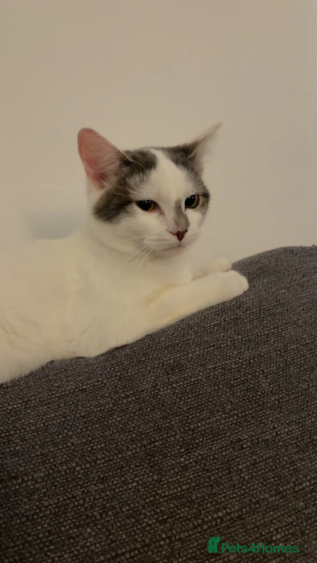Mixed Breed cats for sale: Gorgeous Kitten - Advert 4