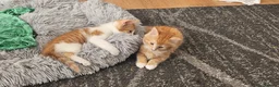 Mixed Breed cats for sale: Cute and fluffy ginger mixed breed - Advert 28