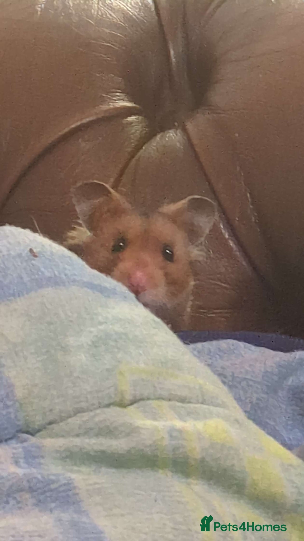 Hamster rodents for sale: Brown Syrian hamster and cage  - Advert 7