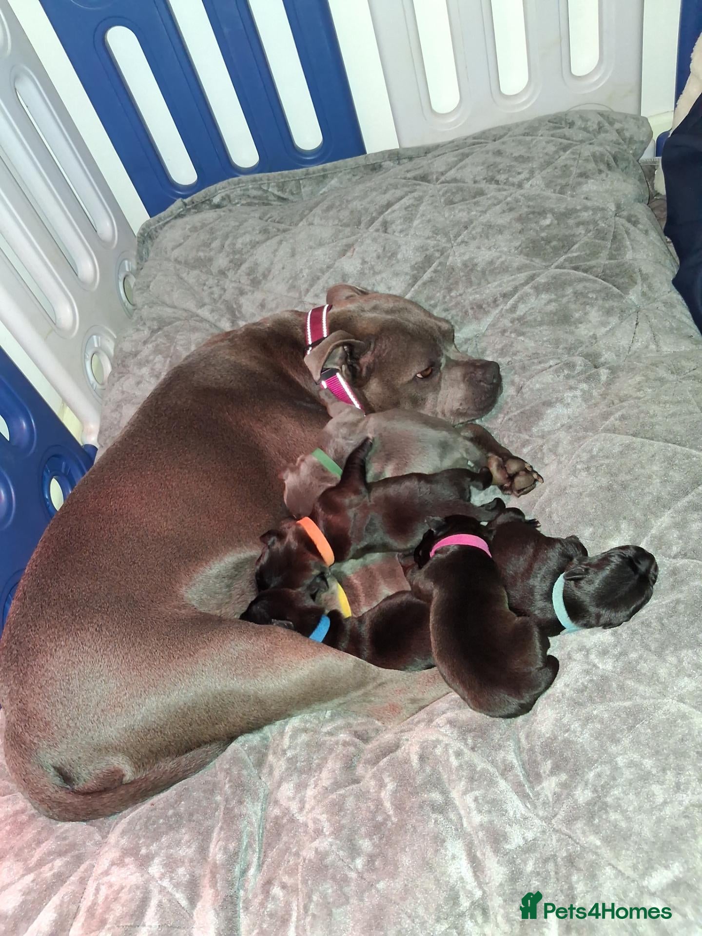 Staffordshire Bull Terrier dogs for sale: 7 Beautiful KC blue and black puppies 4 girl 3 boy - Advert 1