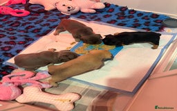 French Bulldog dogs for sale: 🐾 Adorable French Bulldog Puppies Available! 🐾 - Image 1