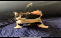 Mixed Breed cats for sale: Kittens - Image 2