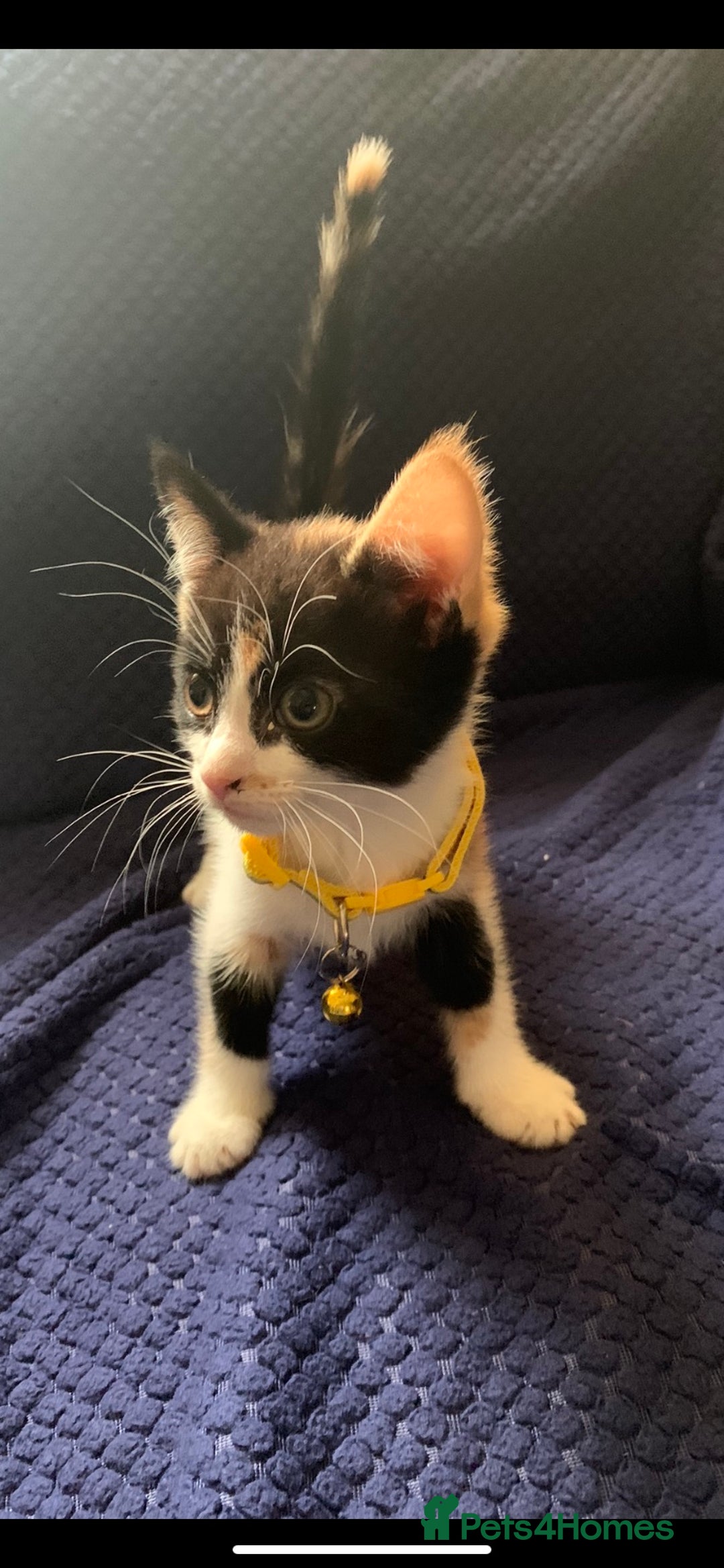 Mixed Breed cats for sale: Kittens - Image 2