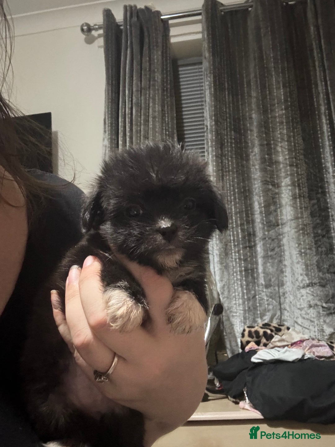 Shih Tzu dogs for sale: 3 puppies for sale - Image 2
