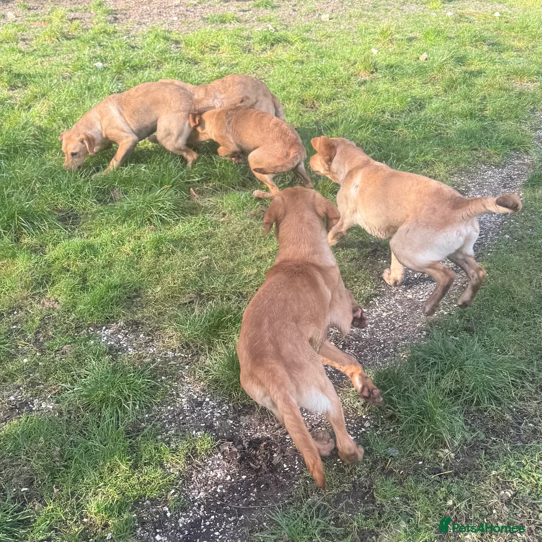 Labrador Retriever dogs for sale: 🧡 Older Yellow & Red RKC Labrador Boys 💛 - Advert 14