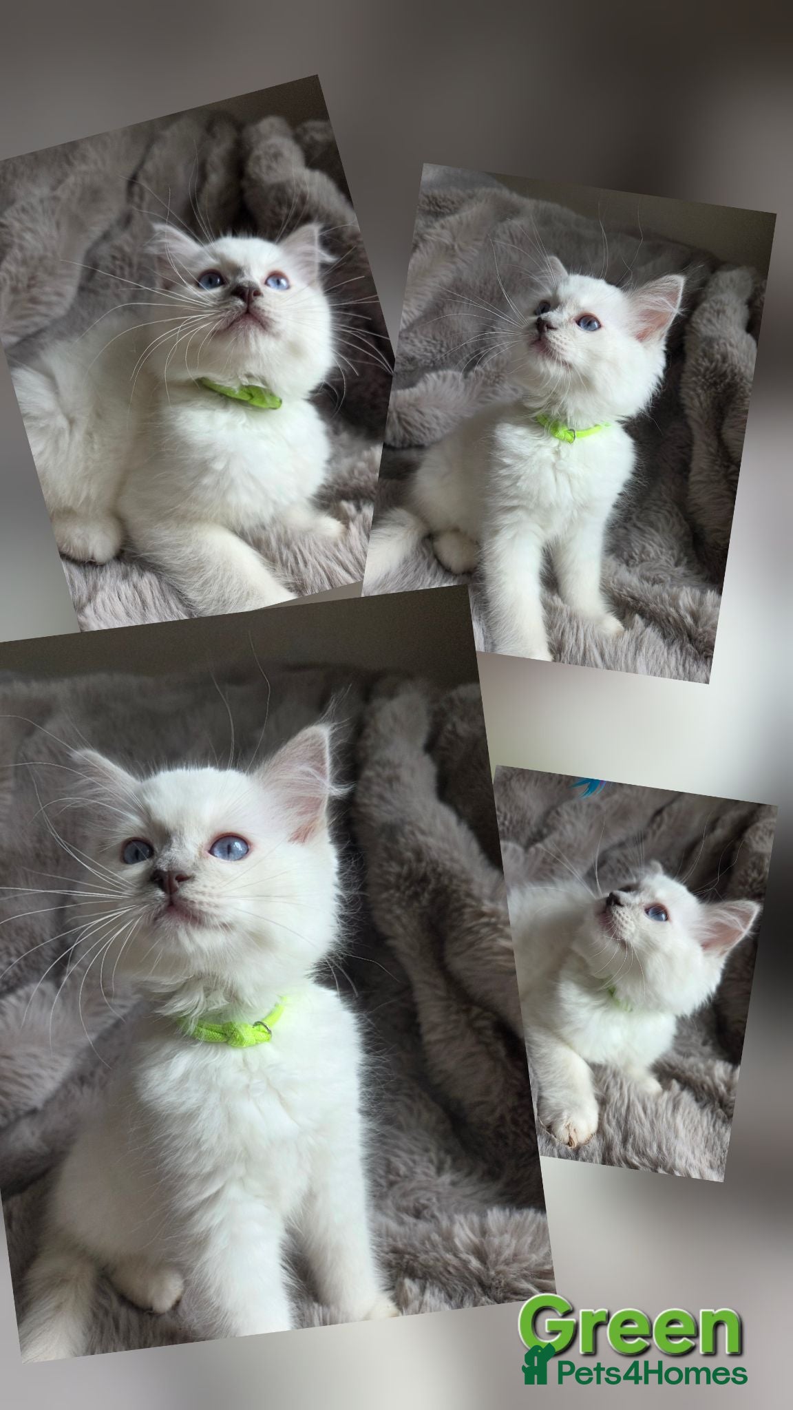 Ragdoll cats 🏆GCCF REG. EXTENSIVELY TESTED RAGDOLL KITTENS 🌟 - Advert 1