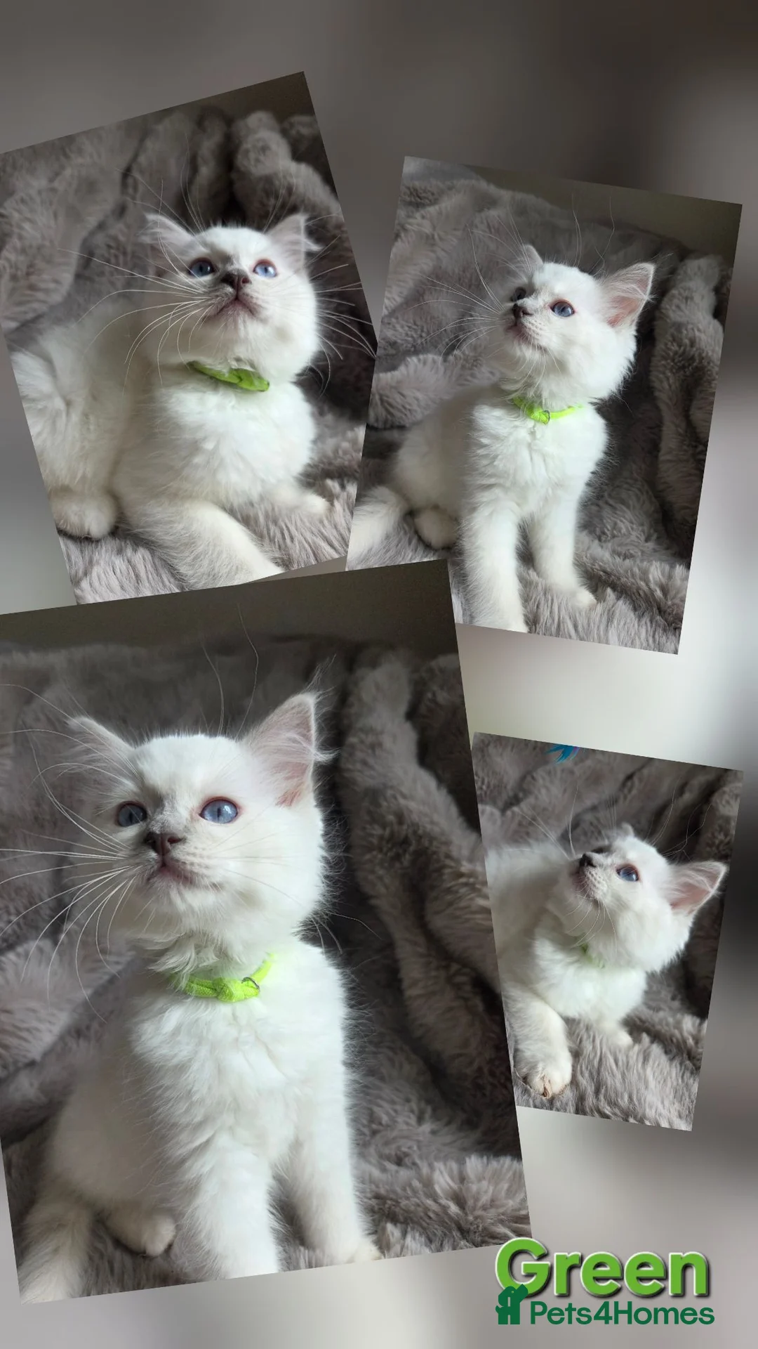 Ragdoll cats for sale: 🏆GCCF REG. EXTENSIVELY TESTED RAGDOLL KITTENS 🌟 - Advert 1