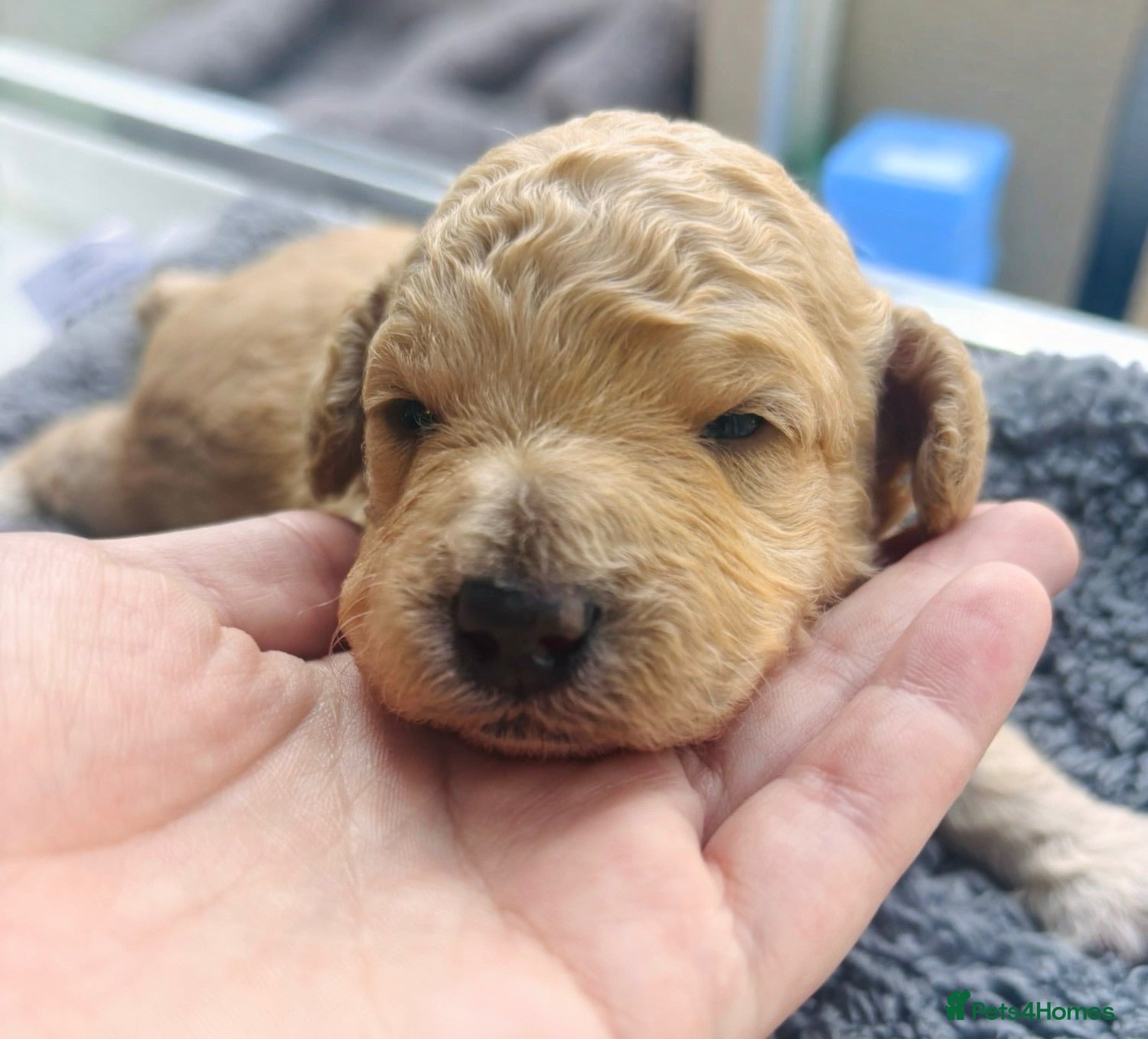 Cockapoo dogs Beautiful F1B cockapoo puppies - Advert 10