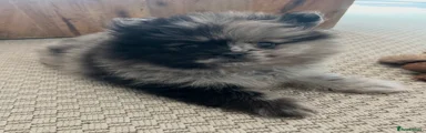 Pomeranian Puppy 1