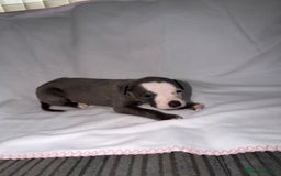 Whippet dogs for sale: Whippet pups for sale  - Advert 2
