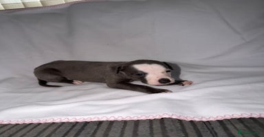 Whippet dogs Whippet pups for sale  - Advert 3