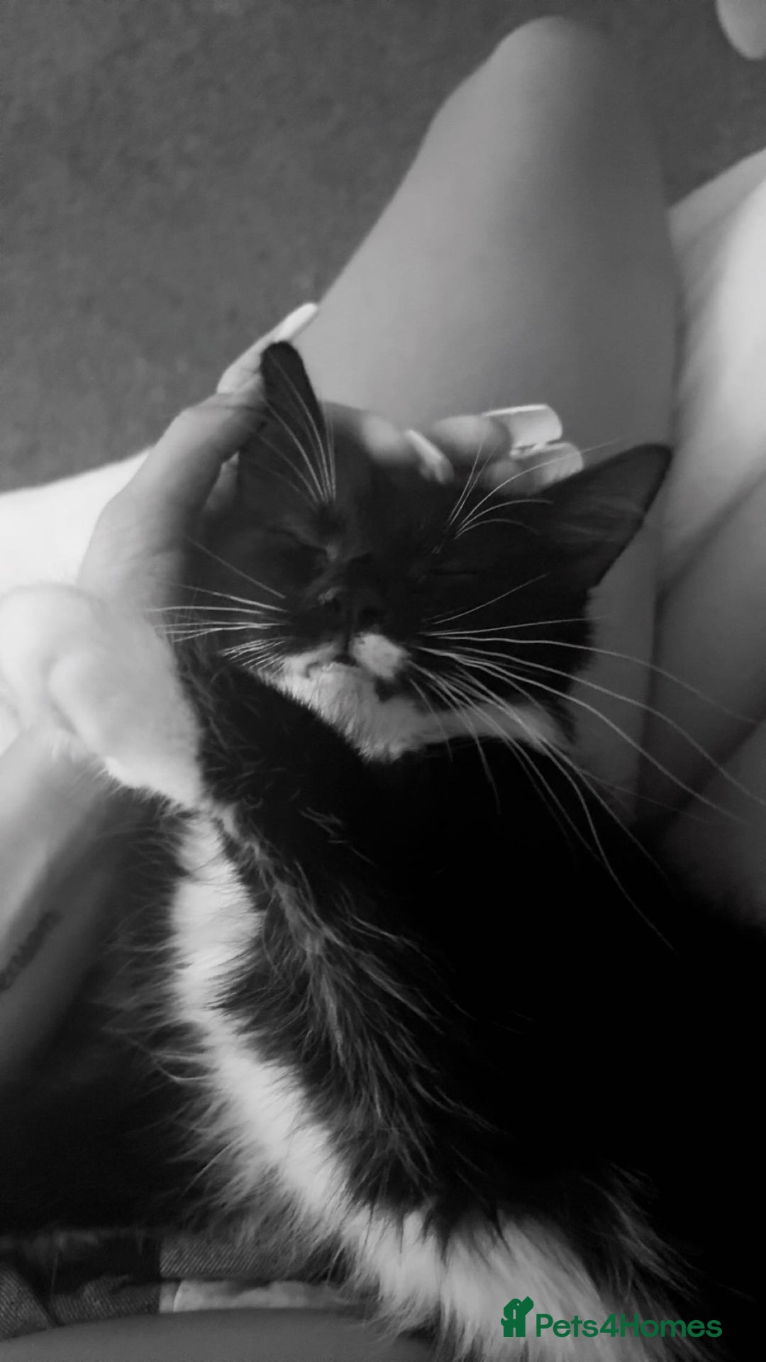 Mixed Breed cats for sale: black and white cat - Advert 1