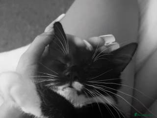 Mixed Breed cats black and white cat - Advert 13