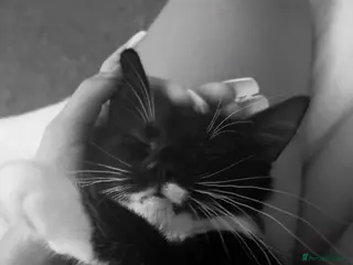 Mixed Breed cats black and white cat - Advert 2