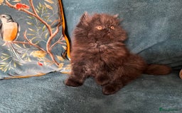 Persian cats for sale: Beautiful Persian Brother & 2 Sisters Available  - Image 7