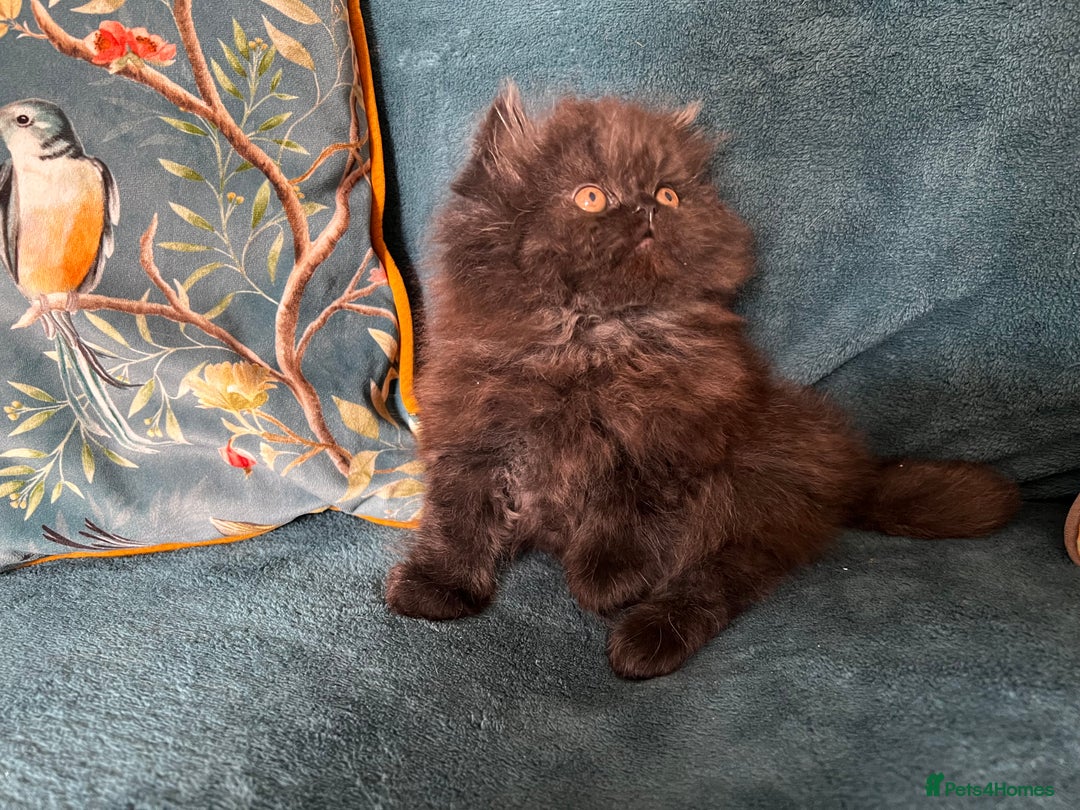 Persian cats for sale: Beautiful Persian Brother & 2 Sisters Available  - Image 7