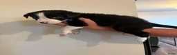 Border Collie dogs for sale: border coller puppy  - Advert 4