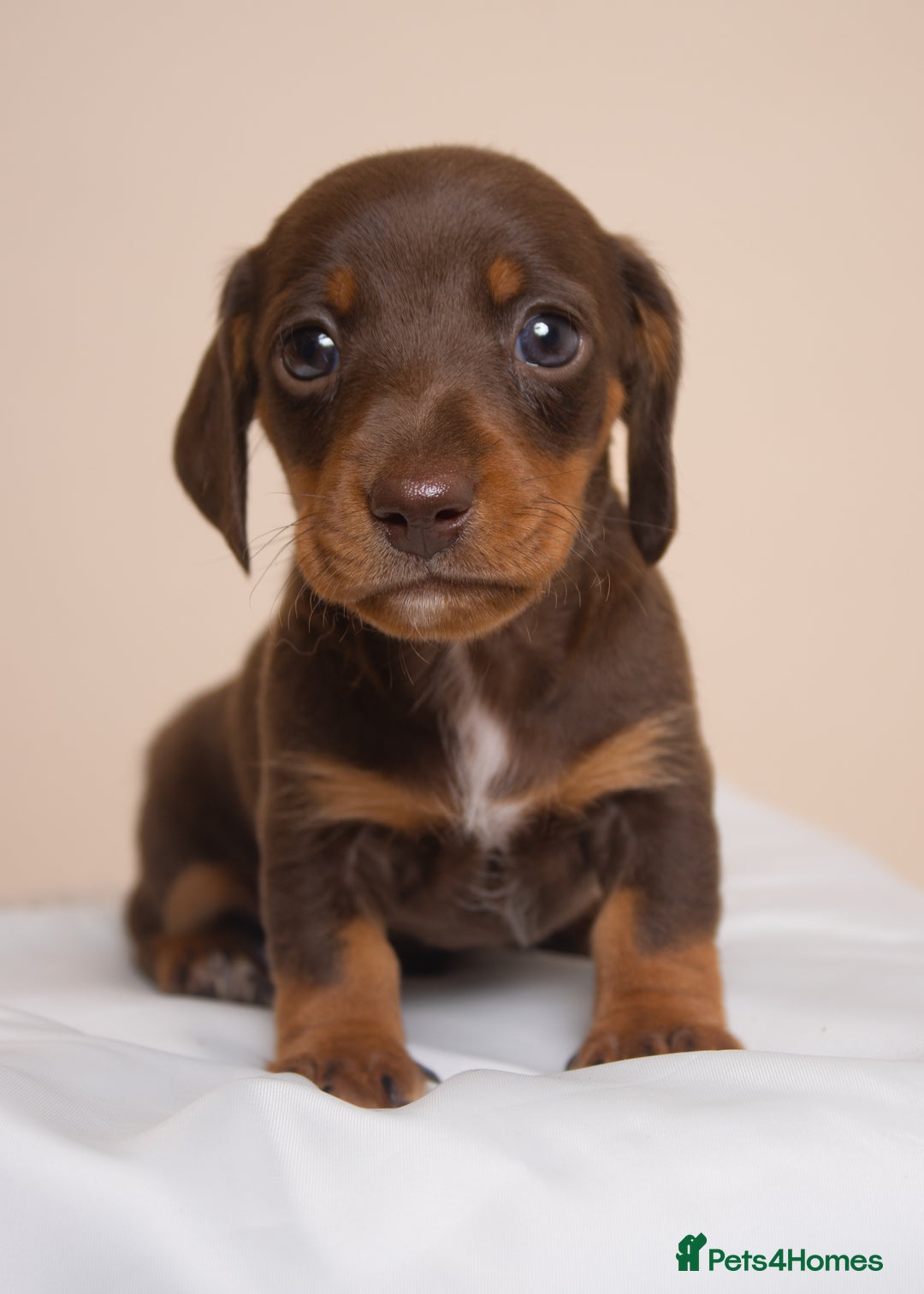 Miniature Dachshund dogs for sale: True Miniature Dachshund Puppies - Advert 10