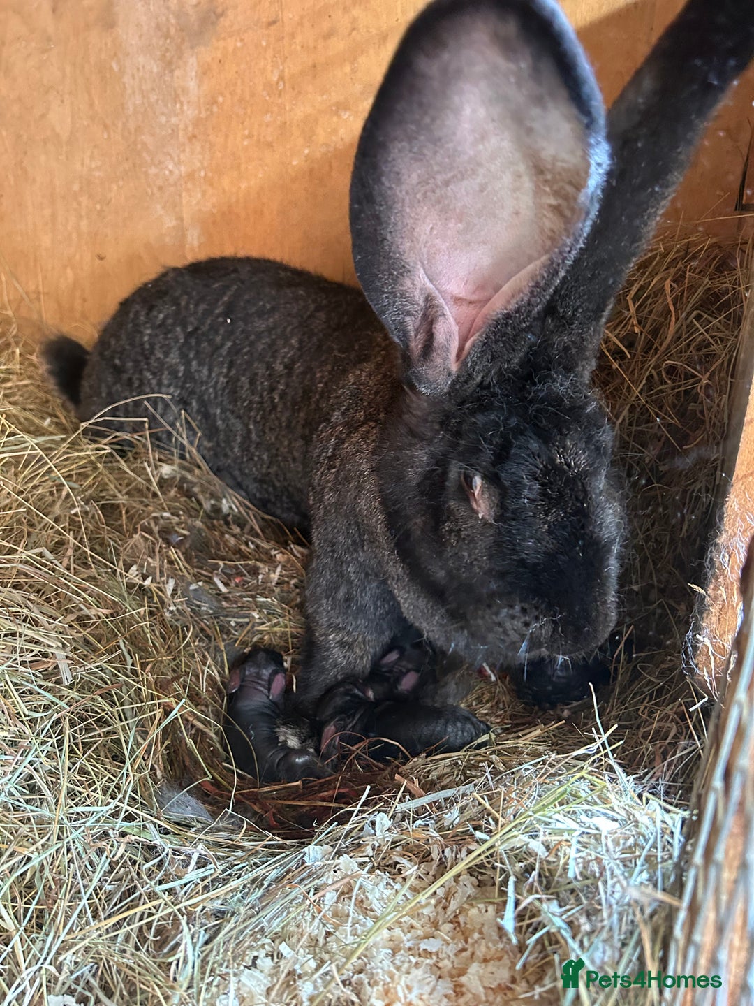 Continental Giant rabbits for sale: WE HAVE THE WORLDS BIGGEST BUNNIES  - Advert 3