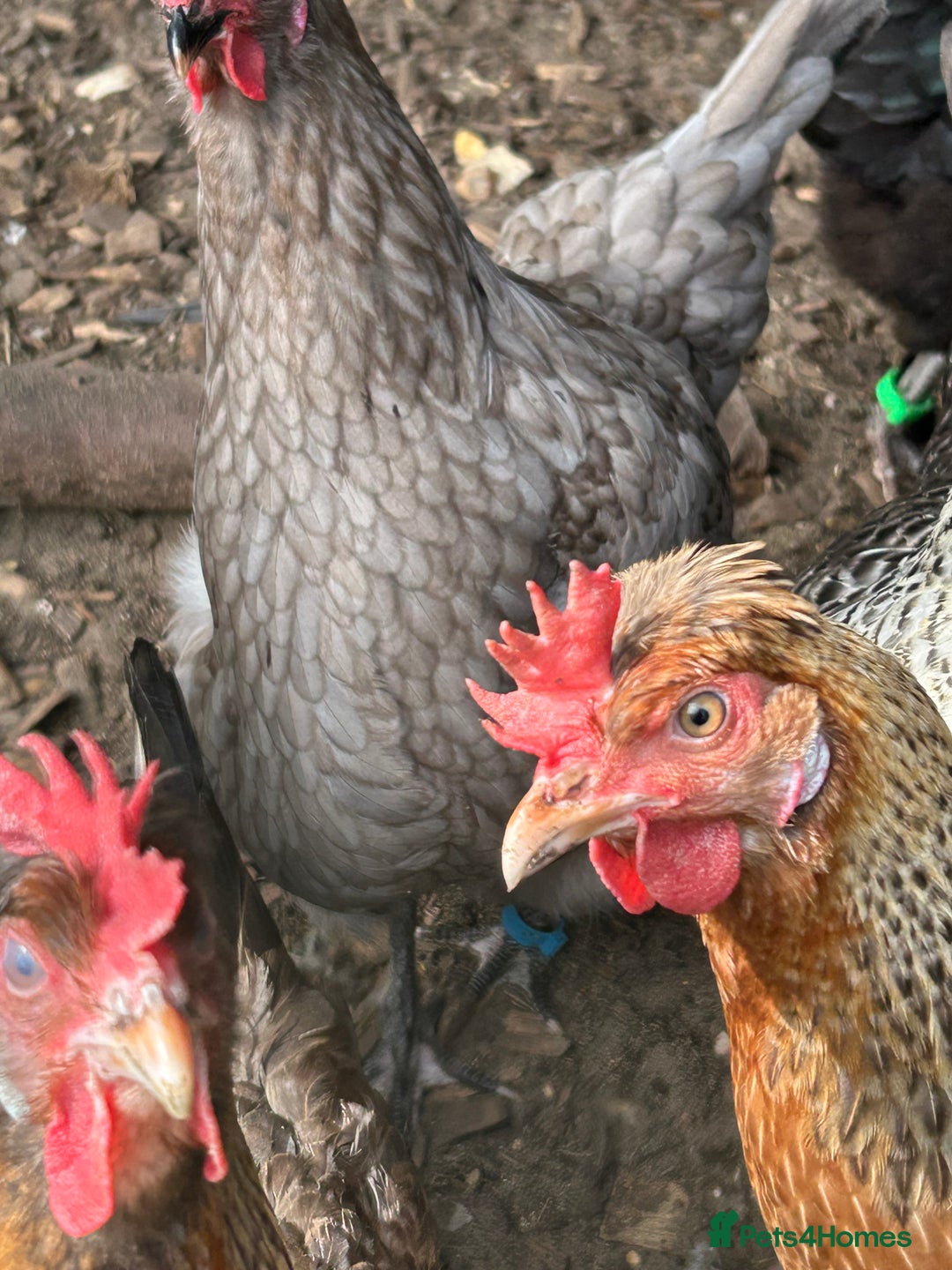 Chickens poultry for sale: 8 chickens for sale  - Image 15