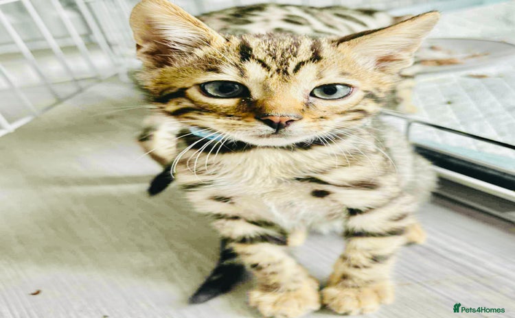 Bengal cats - Advert 2