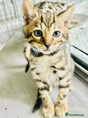 Bengal cats - Advert 8