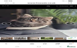 Siberian cats for sale: 5 gorgeous siberian kittens - Image 2