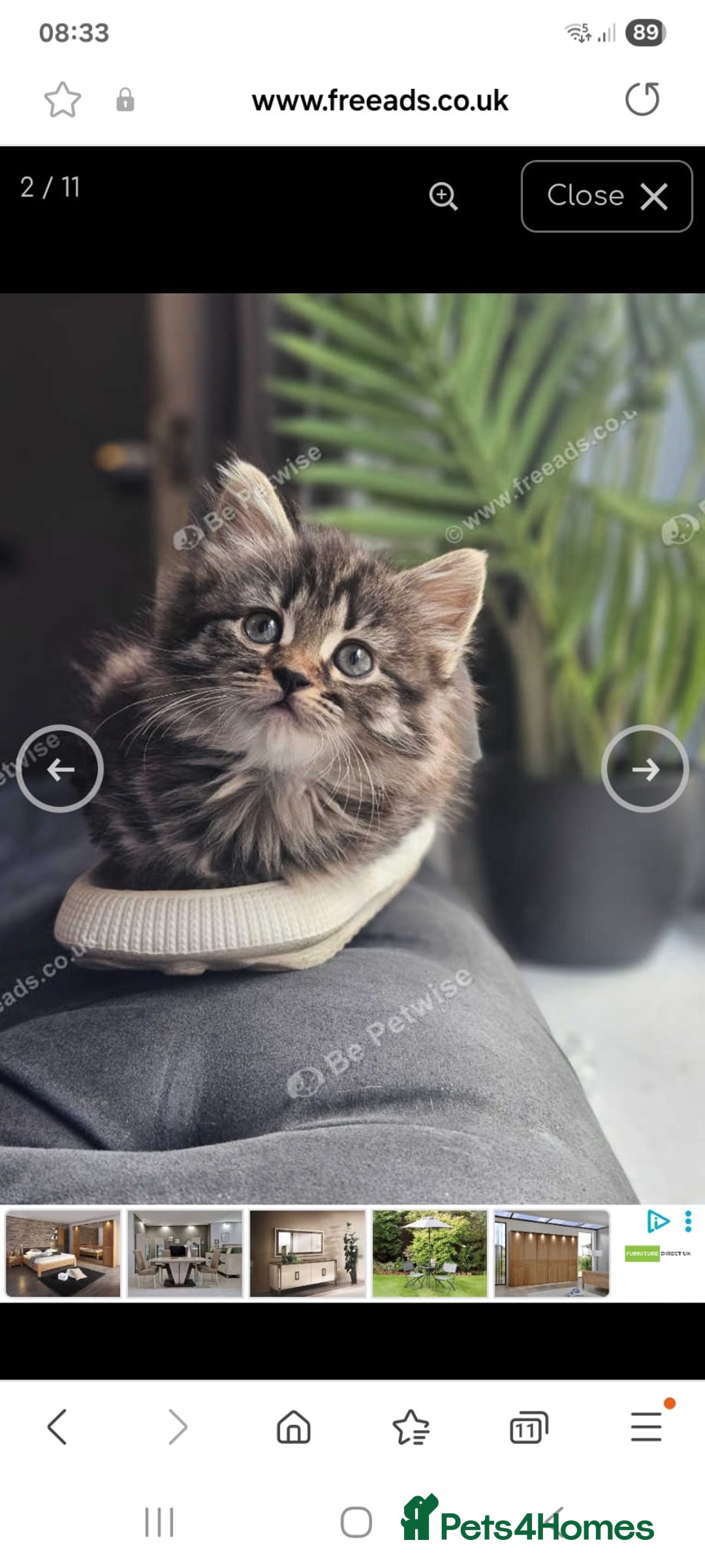 Siberian cats for sale: 5 gorgeous siberian kittens - Image 2