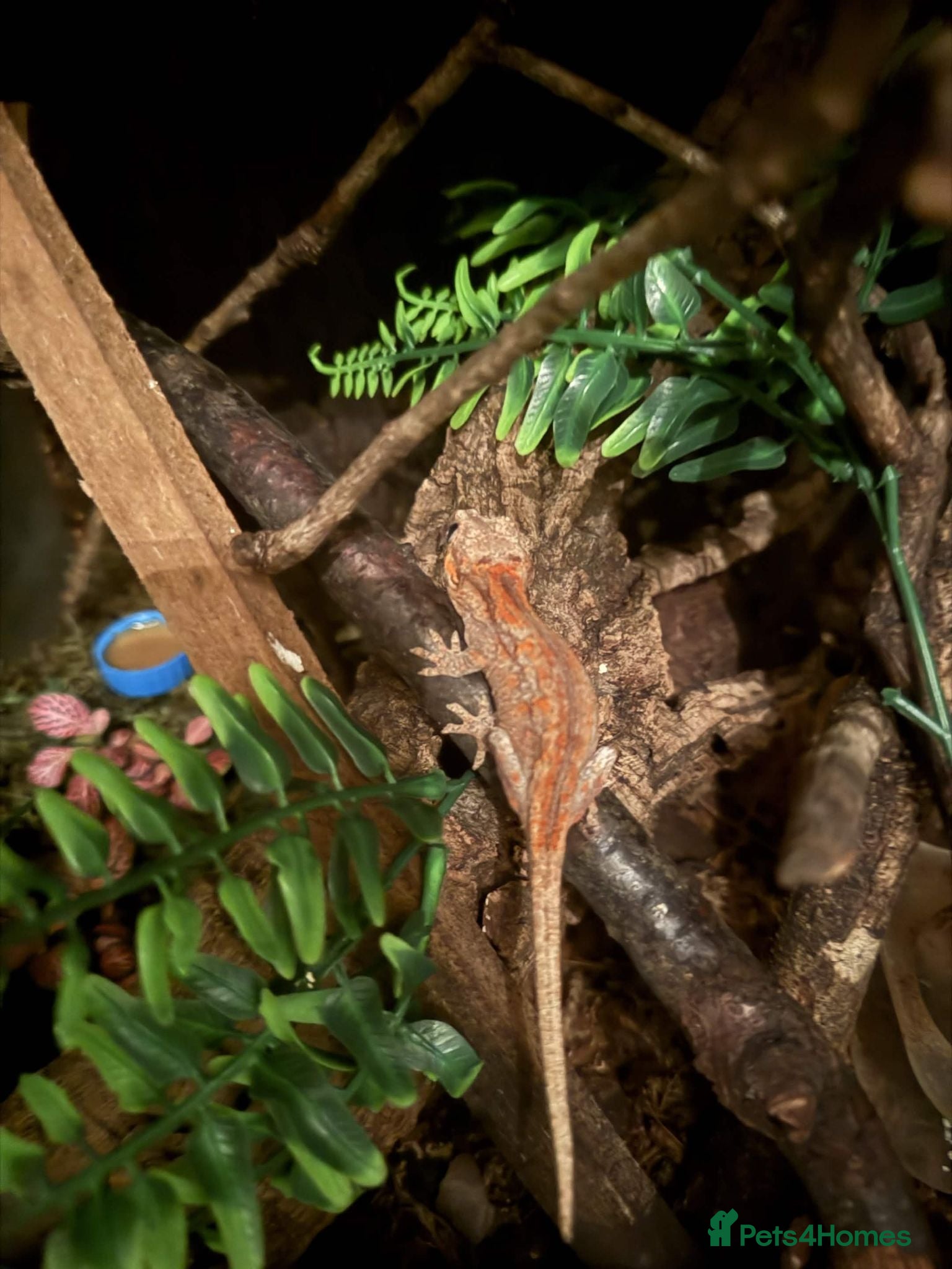 Gecko reptiles 5 Month old Orange Gargoyle Gecko - Advert 1