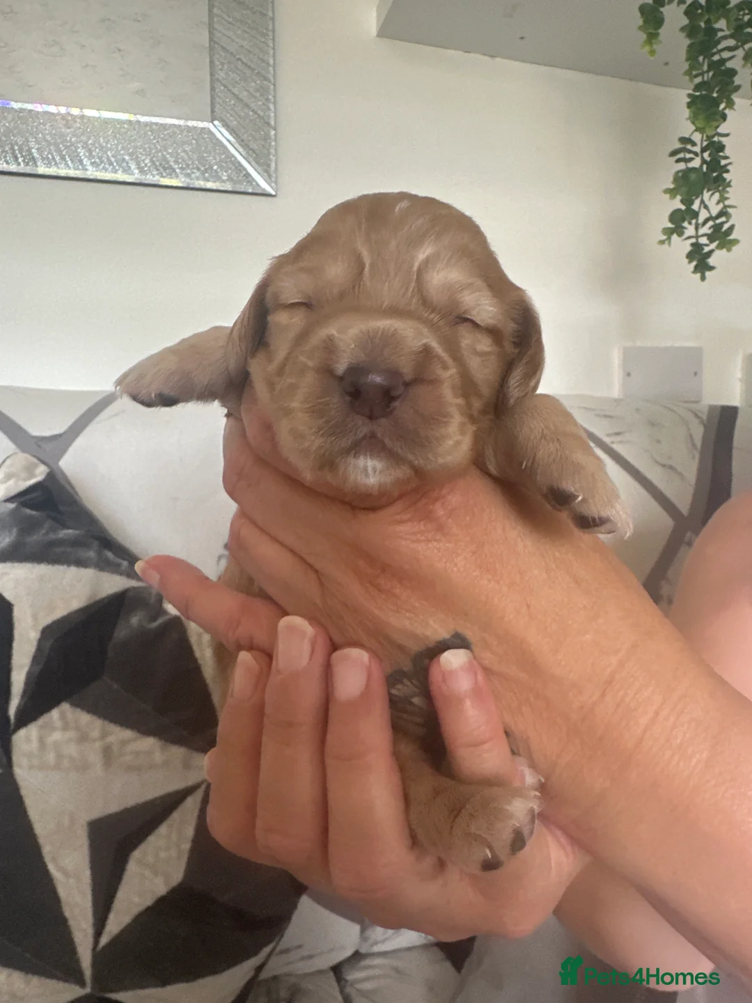 Cocker Spaniel dogs for sale: KC Registered working cocker spaniel puppies  - Advert 1