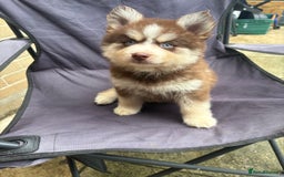 Pomsky dogs for sale: Champion bloodline f4 pomskys - Image 18