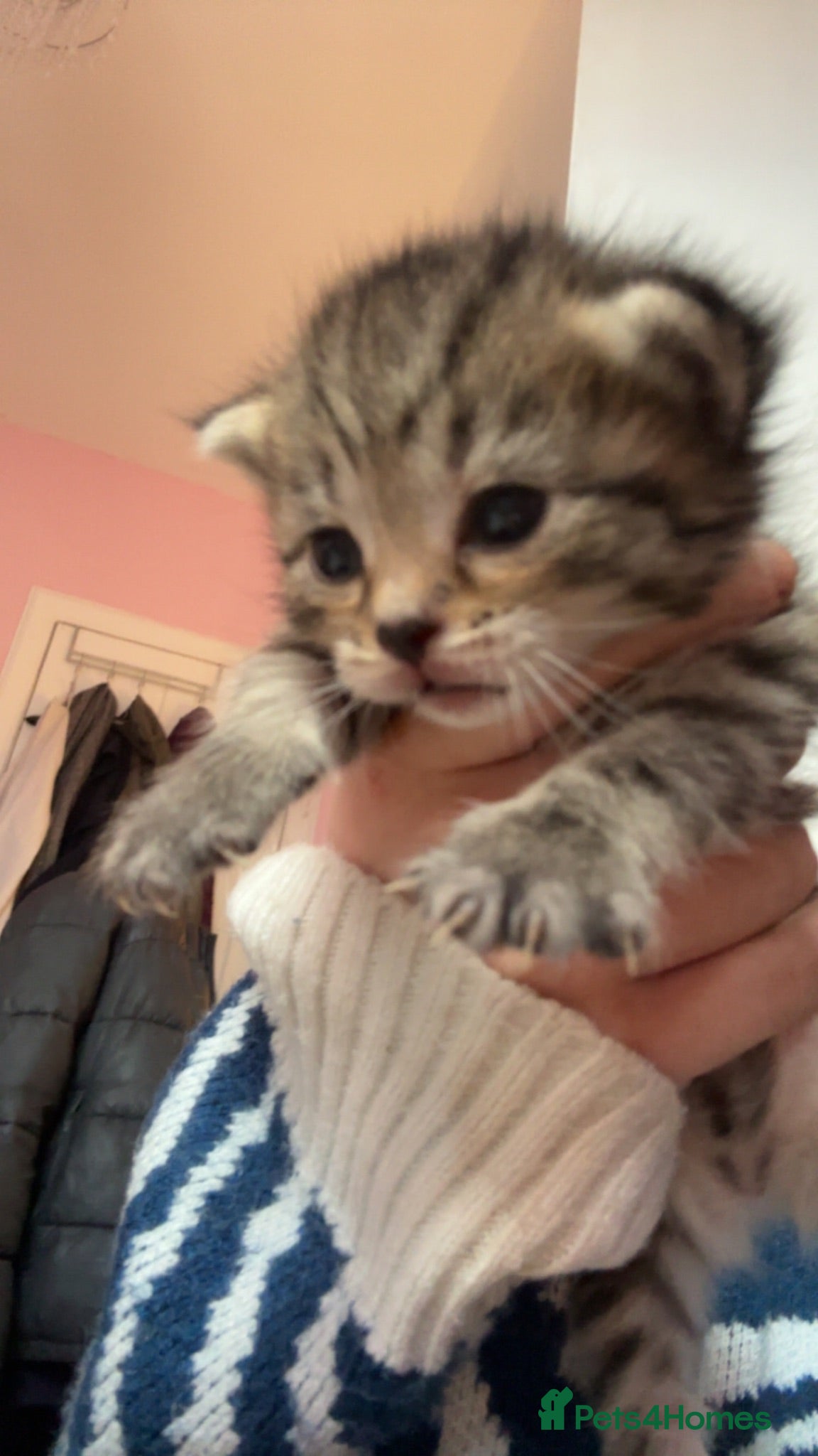 Mixed Breed cats Beautiful kittens looking for forever home 🐾  - Advert 17