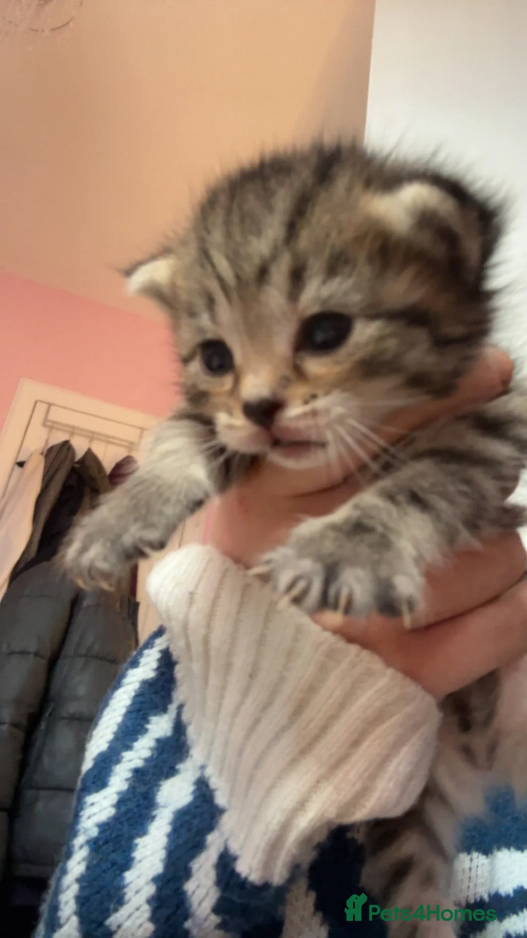 Mixed Breed cats for sale: Beautiful kittens looking for forever home 🐾  - Advert 1
