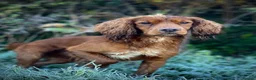 Cocker Spaniel dogs for sale: Working Cocker Spaniel Puppies - Advert 4