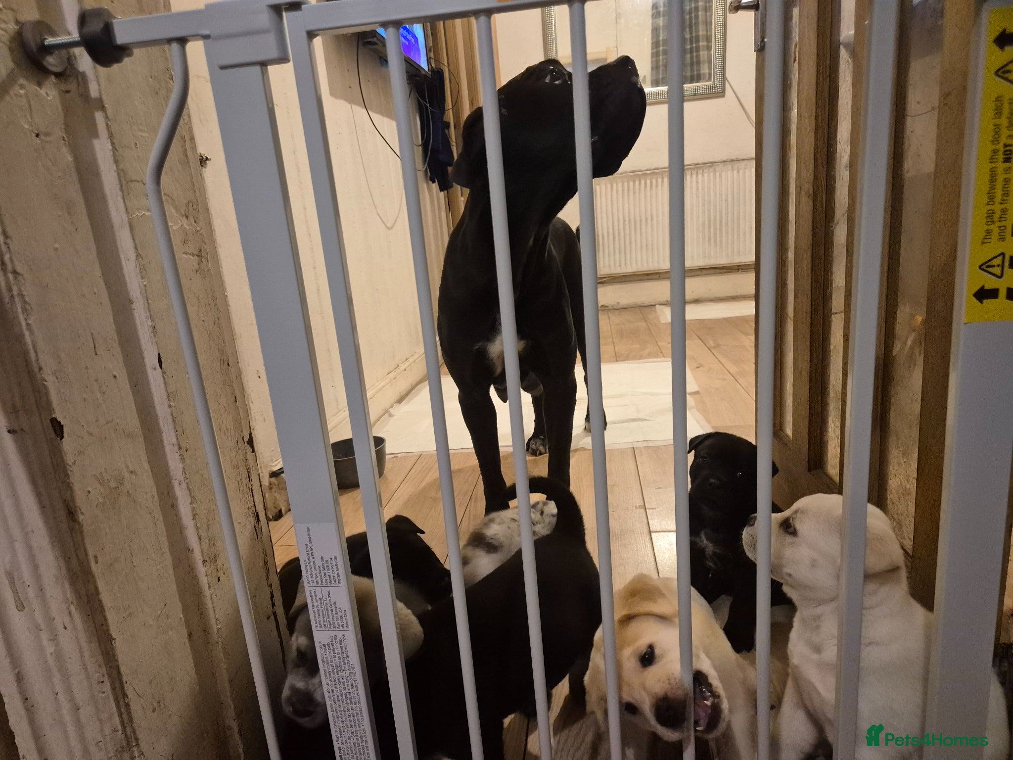 Mixed Breed dogs 12 Cane corso x Chowski royal canin fed - Advert 2