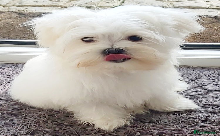 Maltese dogs in Llanelli - Advert 9