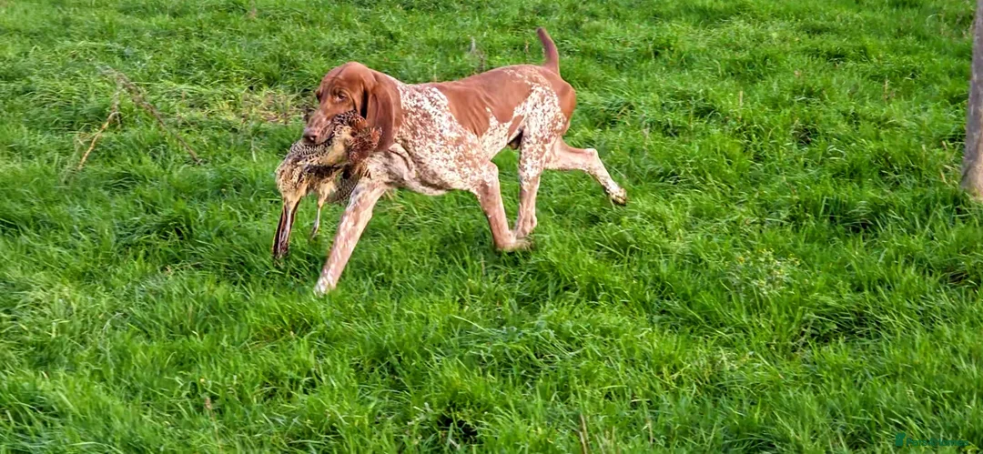 Bracco Italiano dogs for sale: Bracco Italiano Puppies Due March - Advert 6
