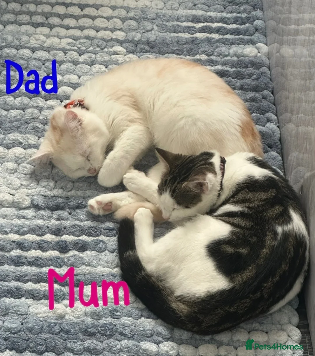 Mixed Breed cats for sale: 3 Persian Mixed Breed Kittens for Sale  - Advert 8