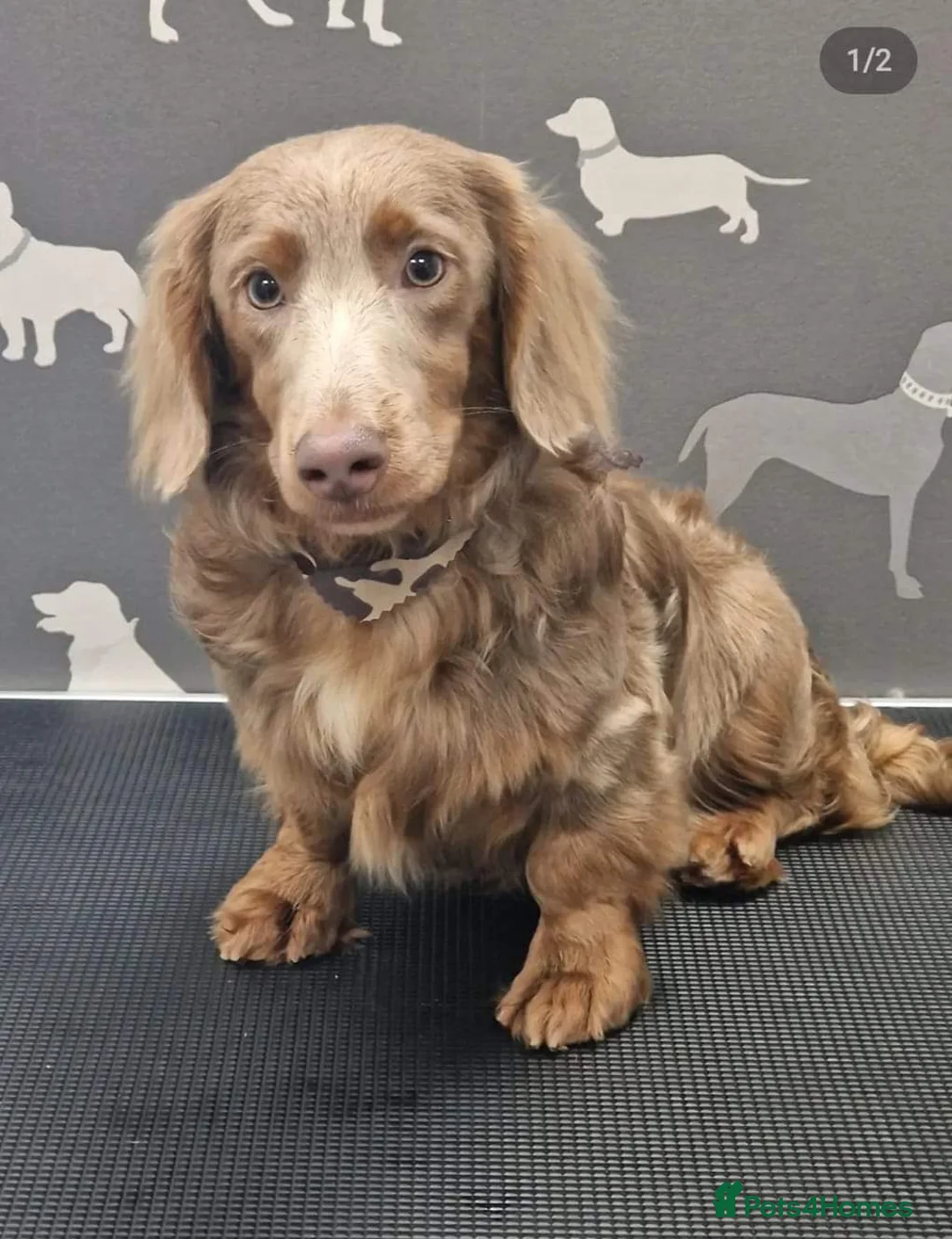 Miniature Dachshund dogs for stud: **RogueRoyales Luxe** PRA Clear Long Hair in Wolverhampton - Advert 5
