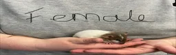 Rat rodents for sale: Baby rats - Advert 9